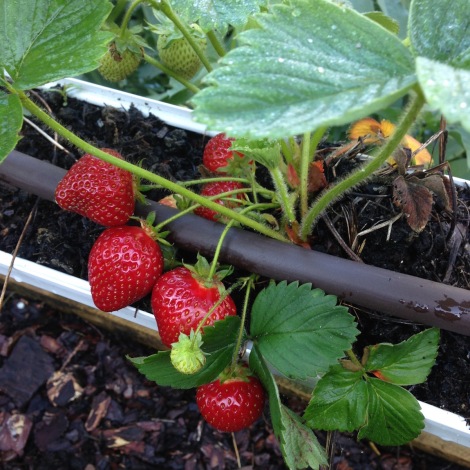 strawberries in gutter