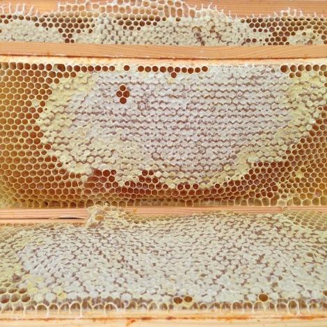 capped honey
